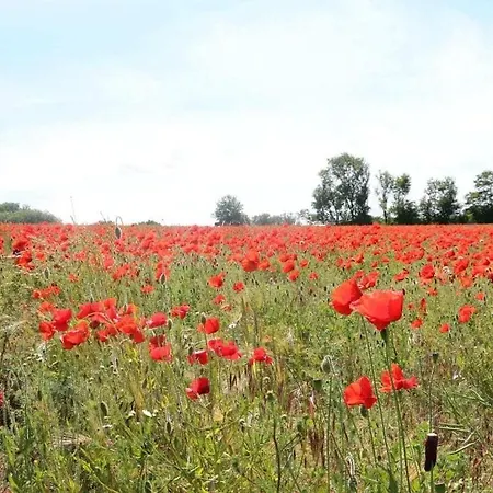 In With Swimming Pool Feriehus Breege